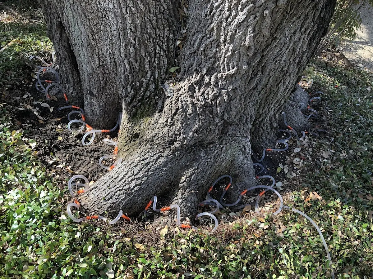 Detailed Tree Cabling and Bracing job site in North Monmouth