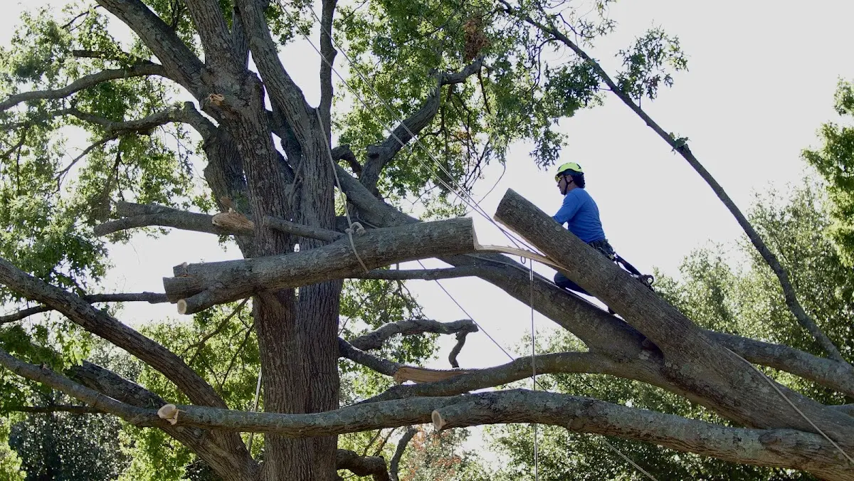 Professional Crown Thinning performed by certified arborists in North Monmouth