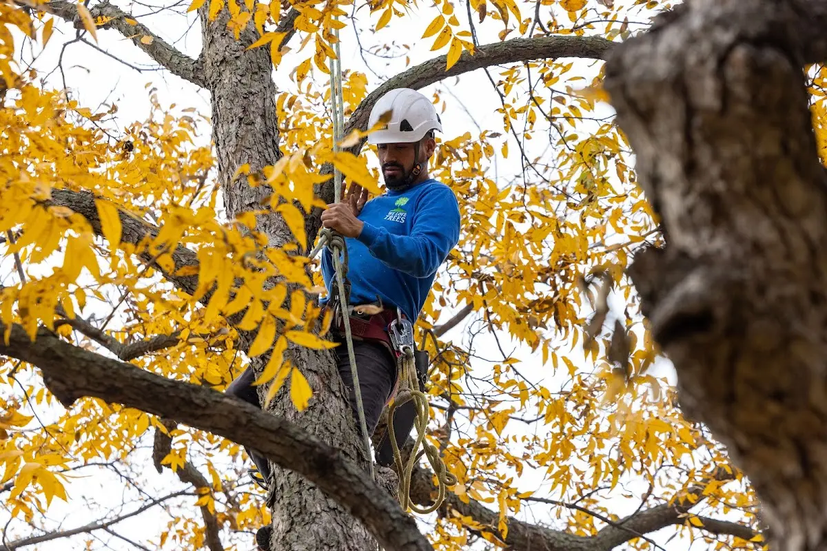 Skilled Tree Pruning crew working in North Monmouth